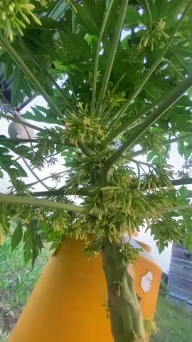 A low-angle shot shows the trunk and branches of a papaya tree laden with small, light-yellow flowers. The tree has large, green, palm-shaped leaves. A large, orange cylindrical object, possibly a water tank, is visible behind and below the tree, taking up the bottom half of the frame. The background is blurred, but suggests an outdoor environment with some greenery and structures. The camera appears to be slightly panning upwards.