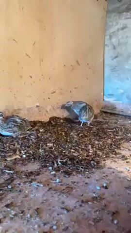 The video shows four small quail chicks in what appears to be a small enclosure or cage with wood walls. The floor of the enclosure is covered with dark brown wood shavings and what look like white bird droppings. The quail are mostly gray and brown, patterned with dark markings. Some of them are standing and pecking at the ground, while others are resting or preening. There is a slight blue tint in the bottom right corner of the video. The lighting is dim and somewhat uneven.