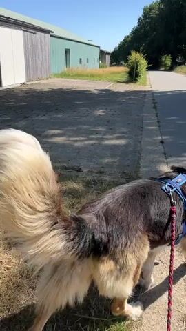A fluffy dog on a red leash is walking down a paved path on a sunny day. The dog has a black and brown coat and a long, bushy tail. The path is bordered by grass and trees. In the background, there is a green building and a wooden fence. The dog's tail wags as it walks.