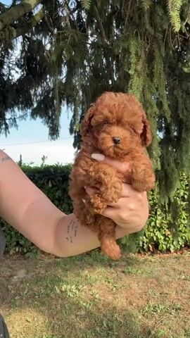 A small, fluffy, reddish-brown poodle puppy is being held in a person's hands. The puppy has dark eyes and a dark nose. It is facing the camera and appears to be looking at it. The person's hands are positioned around the puppy, supporting its body. The background is a blurred outdoor scene with green foliage and trees. The lighting is bright, suggesting it is daytime.