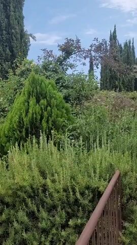 The video shows a lush green garden with various plants and trees under a blue sky. In the foreground, there is a dense bush of rosemary with its needle-like leaves. Behind it, a conical evergreen tree stands out, surrounded by other green foliage. Tall cypress trees are visible in the background, reaching towards the sky. There are also flowering plants with small pink and white blossoms scattered throughout the scene. A brown railing is partially visible on the right side of the frame. The overall impression is one of a vibrant and well-maintained garden.