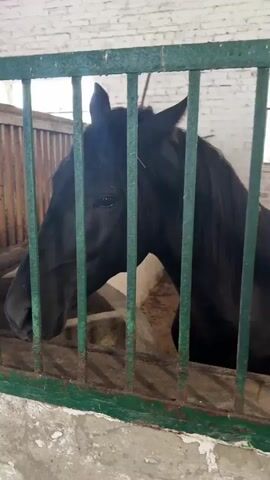 A black horse stands behind green bars in a stable. The horse is looking down and to the left. The stable has a brick wall and a dirt floor with straw. There is a window in the background. The video is very short and does not contain much movement.