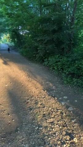 A first-person view shows a hand holding a stick. The stick is thrown onto a dirt path surrounded by green foliage and trees. A black dog runs into the frame, chasing and retrieving the stick. The camera moves forward along the dirt path, following the dog as it runs off-screen to the right. Bright sunlight streams through the trees ahead, creating lens flare.