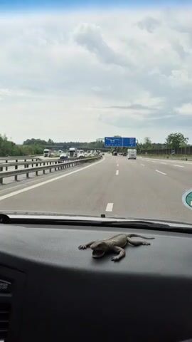 A toy lizard is placed on a dashboard of a car as it drives on a highway. The highway has multiple lanes and traffic, including trucks and cars. Overhead signs indicate directions to Salzburg, Innsbruck, and Weyarn. The sky is cloudy.