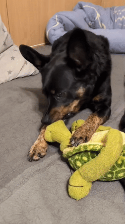 Dog's lazy morning in a Mykolaiv apartment