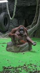 Morning zoo visit captures diverse animals in Moscow enclosures