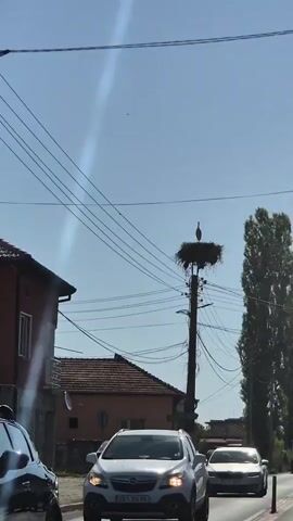 The video shows a stork standing in its nest atop a utility pole. The nest is made of branches and twigs. The pole is surrounded by a network of electrical wires. In the foreground, the roof of a building and a portion of a white car are visible. The sky is clear and blue.