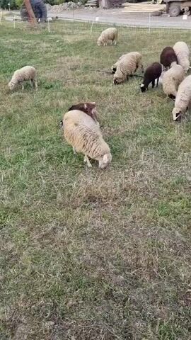 A flock of sheep is grazing in a grassy field. Some sheep are white, while others are black or brown. In the background, there are buildings, a truck, and a fence. The sheep are scattered across the field, and they appear to be peacefully eating grass. The camera is moving slightly, providing a dynamic view of the scene.