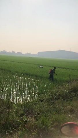 The video shows a person spraying a field of green crops, likely rice, with a backpack sprayer. The person is walking through the field, moving from right to left across the frame, and appears to be applying a liquid substance to the plants. In the background, there is a large body of water, possibly a pond or canal, and beyond that, a hazy landscape with some buildings. The sky is bright and overcast, suggesting it might be daytime. There is also a dog in the field, in the distance, near the person.