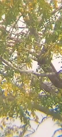 The video shows a close-up view of a tree canopy with green and yellow leaves and numerous small, light-colored fruits or berries. Several branches are visible, some thick and brown, others thinner and covered in foliage. The lighting suggests it is daytime, with sunlight filtering through the leaves. The camera appears to be looking upwards into the tree.