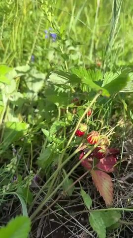The video captures a close-up view of a hand holding a cluster of wild strawberries. The strawberries are small, red, and attached to green stems with leaves. The background is a blur of green foliage, likely a meadow or field, with some small white and pink flowers visible. The lighting suggests it is daytime and sunny. The camera appears to be moving slightly, giving a sense of gentle motion.