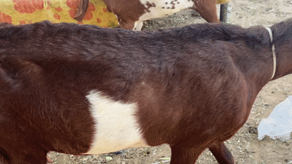 Morning street scenes with feeding goats, household items in Multan
