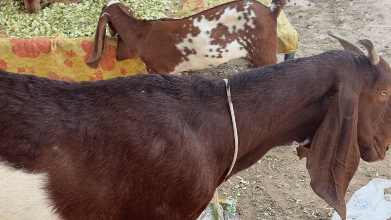 Morning street scenes with feeding goats, household items in Multan