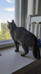 Tabby cat watches outdoors from windowsill during early morning hours