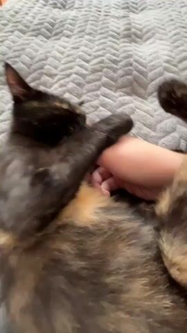 A tortoiseshell cat lies on a gray, textured blanket. A human hand pets the cat's head and neck. The cat appears relaxed and is holding its paw over the person's fingers.