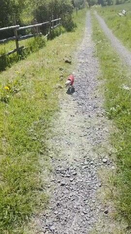 The video depicts a sunny outdoor scene in Görgeshausen, Germany, likely in a rural or semi-rural area.

The main subject is a small, light-colored dog, possibly a chihuahua or similar breed, wearing a red vest or jacket. The dog initially walks towards the camera along a gravel path. After a few steps, it turns and walks into the lush green grass bordering the path on the left. An unseen person, presumably the dog's owner, calls out the dog's name, "Max!". The dog appears to be sniffing and exploring the grassy area.

The setting includes a prominent gravel path in the foreground, with a dirt path visible further in the distance. Vibrant green grass flanks both sides of the path, dotted with a few yellow dandelions. A rustic wooden fence runs along the left side of the path, separating it from more dense greenery. In the background, rolling hills covered with trees and bushes suggest a natural, wooded landscape under a clear, bright sky. The strong sunlight casts shadows, indicating it is daytime, likely morning or afternoon. No visible text is present in the video.