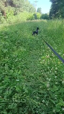 A small black and tan dog with a grey vest is walking on a leash through a grassy field with white clover. The dog is facing away from the camera at the beginning of the video and then turns to face the camera briefly. The leash is black and attached to a harness on the dog. The environment is a natural outdoor setting with trees in the background and a utility pole visible. The sun is shining, indicating it is daytime.