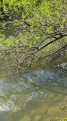 Spring morning dog walk documented along Sofia riverbank