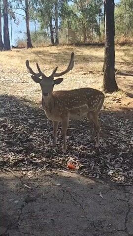 A dappled deer with large antlers is standing on a path covered in dry leaves and twigs. A single orange carrot is visible on the ground near the deer. The deer is looking down and sniffing at the ground. In the background, there are tall trees, dry grass, and a fence. The scene is outdoors in daylight.