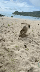 Ko Pha-ngan beach morning: dog, boats, and hillside art