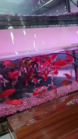 The video shows a glass aquarium filled with numerous goldfish and koi. The fish are various colors, predominantly red, orange, and white. The tank is illuminated by a pinkish light from above. The bottom of the aquarium is covered with small white and gray pebbles. The aquarium sits on a wooden surface, and there is metal framework around the top. The camera appears to be handheld and slightly shaky. Sounds of traffic and voices can be heard in the background.