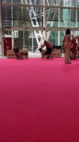 The video shows an indoor dog show event taking place on a vibrant pink carpet in a modern exhibition hall. Several adults are present, each with a brown and white spotted cocker spaniel-type dog on a leash. The people are engaged in presenting their dogs, often kneeling beside them to adjust their stance or appearance, preparing them for judging or display. In the background, other people are observing or moving around.

The setting features large glass walls, allowing natural light to illuminate the space. Signs are visible, including "ROYAL CANIN," "Hall 21," and "Services Centre," indicating a professional event within a larger venue. The overall atmosphere appears calm and focused as handlers work with their dogs. The event is set in Bologna, Italy.