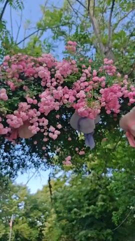 The video opens with an upward-angled shot of clusters of pink roses and two straw hats (one light purple, one light pink) hanging from foliage, against a clear blue sky. The camera then pans downwards and sweeps to the right. It reveals the upper canopy of large green trees, followed by a classical bust on a stone pedestal amidst dense green foliage. Further right, a flag pole with a red, white, and green striped flag (Bulgarian flag) is visible, alongside a paved stone walkway and manicured green bushes, all set within an outdoor park environment.