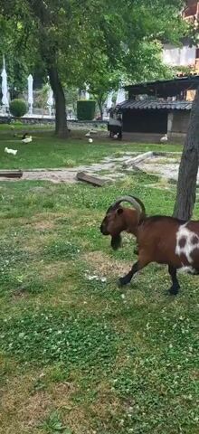 A brown and white spotted goat walks across a grassy area with small green clover. Behind the goat, a smaller black and white spotted goat walks in the same direction. In the background, there are several white geese and ducks scattered across the grass. There are trees, a rustic wooden structure, and some white tents visible in the distance.