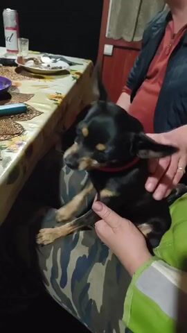 The video shows a small black and tan dog with a red collar being held by a person wearing camouflage pants and a green and white jacket. The dog is looking at the camera and appears to be licking its nose. In the background, a table is set with plates and a glass, and another person is partially visible. The environment appears to be indoors, possibly a dimly lit room or porch. The person holding the dog is interacting with it, petting its head.