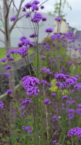 The video shows a close-up, slightly blurry, vertical shot of purple flowers in bloom. The flowers are arranged in clusters on tall, thin stems. In the background, out of focus, is a blurred street scene with buildings and a passing vehicle. The lighting suggests an overcast day. There are no people visible in the video. The focus is on the vibrant purple color and delicate structure of the flowers.