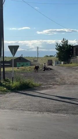 The video shows a street in a rural area. A brown cow stands on a dirt patch by the side of the road, and a person walks nearby. A white Mercedes SUV and a black sedan drive past the camera. In the background are houses, power lines, mountains, and a blue sky with clouds. There is a yield sign on the left of the frame.