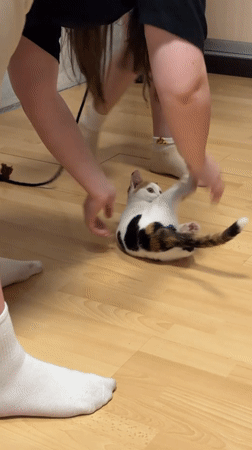 Cat wrestling session captured on wood floor in Perm