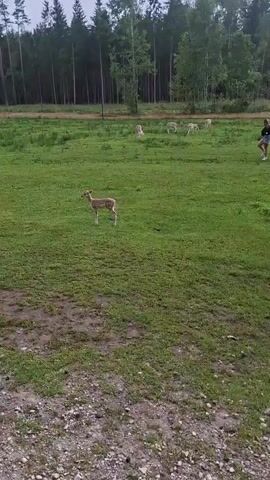 A video shows a herd of deer grazing and walking in a grassy field with a forest in the background. In the foreground, three deer are visible, one of which is walking towards the camera. Two people are standing in the middle ground, observing the deer. The weather appears to be overcast.