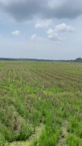 A vertical video shows a wide expanse of farmland under a cloudy sky. The foreground is dominated by green grass and some patches of water with green algae. Beyond this, the field transitions to rows of harvested crops, appearing as stubble with remnants of green vegetation. The horizon stretches out, revealing a flat landscape dotted with distant trees and a small, elevated landform topped with vegetation on the far right. The sky is a mix of gray clouds and patches of lighter sky. The camera appears to be stationary.