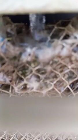 A close-up, eye-level shot shows a mesh-like structure holding a collection of natural materials such as twigs and possibly nesting material. The materials are densely packed and appear slightly damp. Behind the mesh, a dark, reflective surface is visible, possibly water or a dark background. The lighting is dim, casting shadows and obscuring fine details. The camera appears to be positioned very close to the mesh, creating a shallow depth of field.