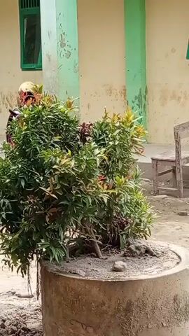The camera is stationary, capturing a scene of a building's exterior. In the foreground stands a concrete planter filled with a leafy green plant that has red-tipped leaves. Behind the planter, a person wearing a helmet is barely visible, partially obscured by the foliage. A weathered wooden chair sits off to the side, closer to the building. The building is painted in shades of beige and light green, with green-framed windows. The ground is dirt and sand. The overall lighting suggests it is daytime.