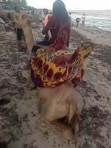 The video shows a camel on a beach with a person riding it. The camel is light brown and is kneeling on the sand. The person on the camel is wearing a dark top and has a colorful patterned cloth draped over their head and shoulders. A person in a green shirt is holding a rope attached to the camel, presumably to guide it. In the background, there are other people on the beach, some standing near the water and others gathered in small groups. The sky is overcast, and the sand is littered with seaweed. The overall impression is that the person is taking a camel ride as a tourist activity on a beach.