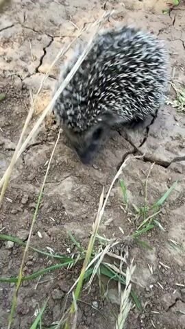 A close-up video shows a small hedgehog with spiky brown and white quills walking on dry, cracked earth. Some blades of green grass are in the foreground and background of the shot. The hedgehog is moving slowly and sniffing the ground. The lighting suggests it is daytime.