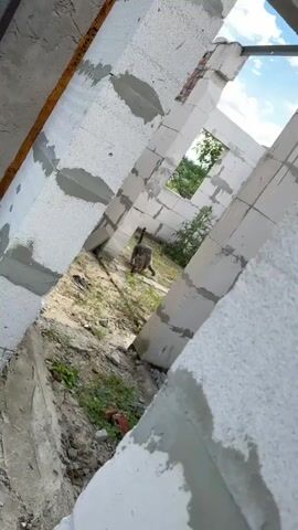 Two cats are playing on a construction site. One cat is grey and the other is tabby. The cats are wrestling and chasing each other. The construction site is made of concrete blocks and there is grass and dirt on the ground.