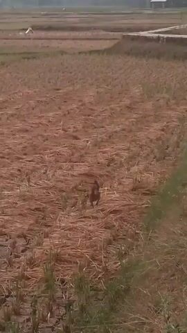 A single chicken walks across a dry, harvested field. The ground is cracked and covered with straw and stubble. In the distance, the faint outlines of what appear to be scarecrows or other field markers are visible. The sky is overcast, and the overall lighting suggests it is either early morning or late afternoon. The camera is static, capturing the chicken's movement through the field.