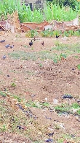 The scene shows a patch of dirt ground with sparse vegetation and scattered trash. In the distance, there are chickens and pigeons pecking at the ground. There are building materials leaning on a wall in the background. Tall green plants grow behind this. The sky is not visible.