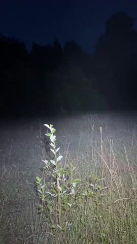 The video shows a dimly lit scene in what appears to be a field at night. A small, leafy plant is in the foreground, with dry grass and stalks surrounding it. In the background, a dense line of dark trees forms a silhouette against a dark sky, with a hint of blue at the top. A thin layer of fog or mist hovers over the ground in the middle ground, illuminated by a light source that is not visible in the frame. The light casts a hazy glow on the fog and the surrounding vegetation. The camera moves slightly, causing a subtle shift in the perspective. The overall atmosphere is quiet and somewhat mysterious.