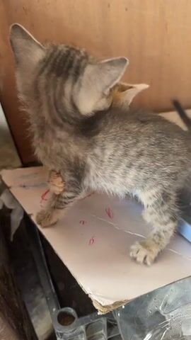 Two small kittens, one with tabby markings and the other lighter colored, are positioned close together on a piece of cardboard. The tabby kitten is mostly visible, facing away from the camera and slightly to the left. The lighter kitten is partially obscured behind the tabby, with its head resting on the tabby's back. The kittens are in an indoor or sheltered environment, with a wooden background and various objects, possibly discarded materials, visible in the surrounding area. The lighting suggests daylight. The video captures the kittens in a resting or cuddling posture.