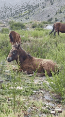 Horses, a crash aftermath, and mountain roads in Kead