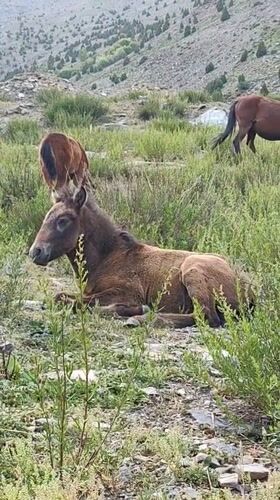 Horses, a crash aftermath, and mountain roads in Kead