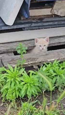 A light-colored kitten, possibly cream or tan, is seen peeking out from a gap between two wooden pallets. The kitten has light green eyes and appears to be looking directly at the camera. It then retreats further into the space between the pallets, only its lower body and tail remaining visible for a moment before disappearing completely. The ground around the pallets is covered with green plants and some dirt. In the background, there are various objects, including what appears to be a grey concrete block, dark plastic sheeting, and more wood. The overall scene suggests an outdoor or semi-outdoor setting.