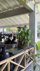 Rice paddy brunch at a North Kuta cafe in Bali