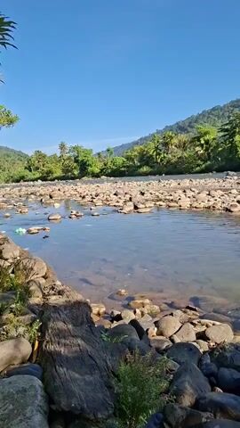 The video shows a riverbed with a clear, shallow river. The riverbed is covered with small, smooth stones. The water is so clear that the stones on the riverbed are visible. On the left bank of the river, there are large boulders and some vegetation. The background features a lush green hillside covered with trees. The sky is clear and blue. Several people are visible in the river. In the foreground, there are two large basins, one blue and one black, placed on the stones near the riverbank. A man in an orange t-shirt and light-colored pants is standing in the river, holding a rope. Further into the river, another man in a gray t-shirt and shorts is bending over, appearing to interact with the water or the riverbed. In the background, other individuals are also present in the river, some of whom are partially submerged and engaged in activities. The scene appears to be a natural, rural setting during daylight.