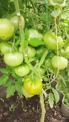 A close-up shot shows a cluster of unripe green tomatoes growing on a thick vine in what appears to be a greenhouse. The tomatoes are of various sizes and shapes, with some appearing round and smooth, while others are more ribbed. The vine itself is sturdy and green, with several smaller branches extending from the main stem. Large, green tomato leaves surround the fruit, and the ground below is covered in dark soil and some scattered debris. The lighting suggests it is daytime, with the sun illuminating the scene.