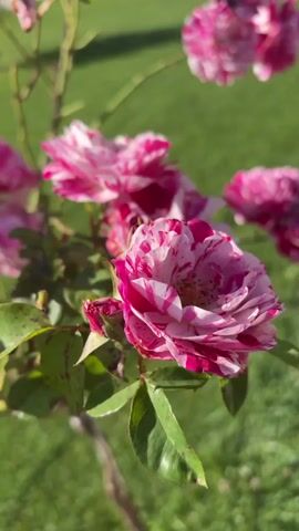 A close-up shot focuses on a rose bush with striped pink and white flowers. The bush is in a yard with green grass and a brown trunk support. The camera pans slightly to the right, capturing more of the blooming roses and the surrounding foliage. The lighting suggests it is daytime.